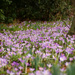 A carpet of Croci by phil_howcroft