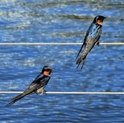 18th Feb 2022 - Welcome Swallows ~  