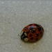 Ladybird by marianj