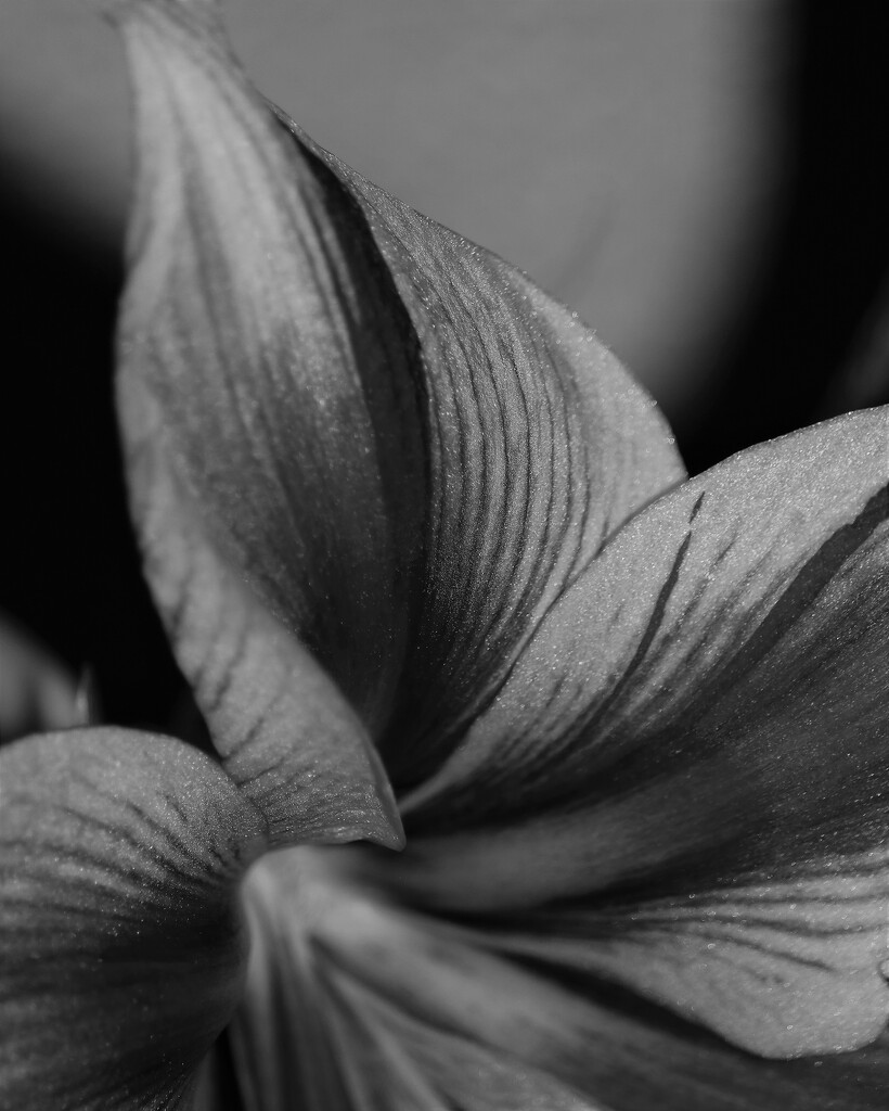 February 17: Amaryllis Lines by daisymiller