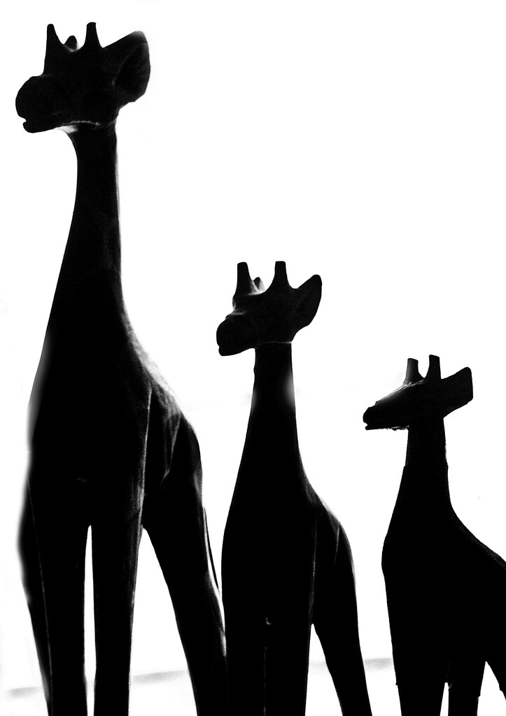 FoR - 18 Giraffes by annied