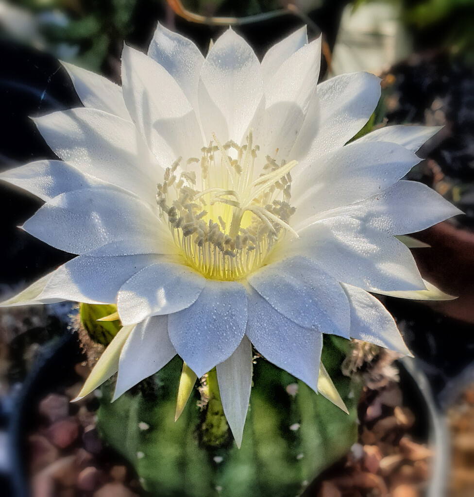 Echinopsis 1 by annied
