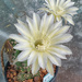 Echinopsis 2 by annied