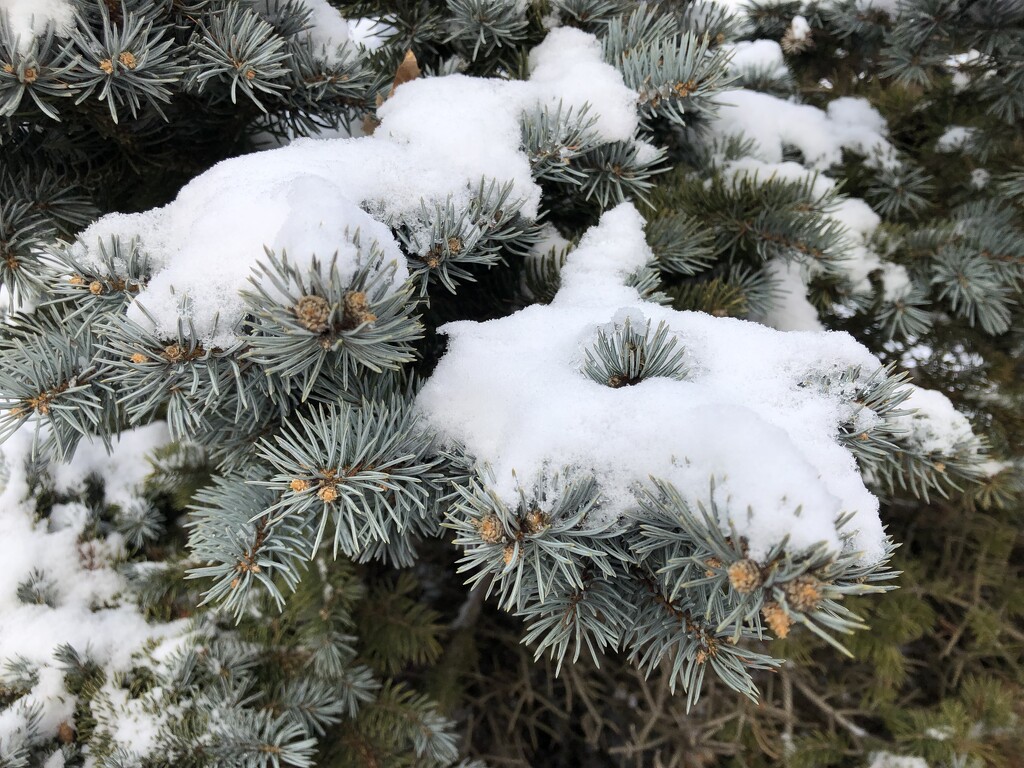 It's snowing in the pines by homeschoolmom
