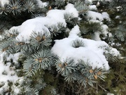 13th Feb 2022 - It's snowing in the pines