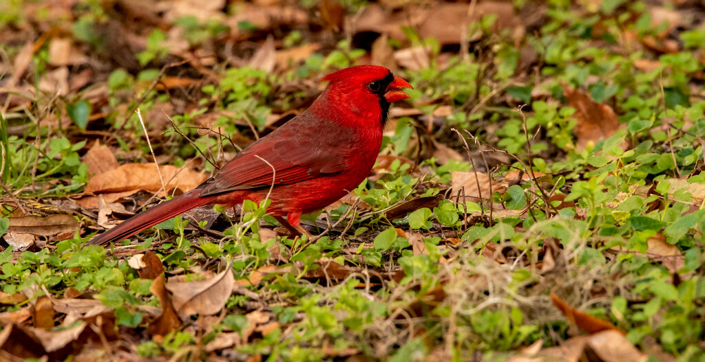 Mr Cardinal Took to the Ground! by rickster549