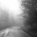 Into the Fog by olivetreeann