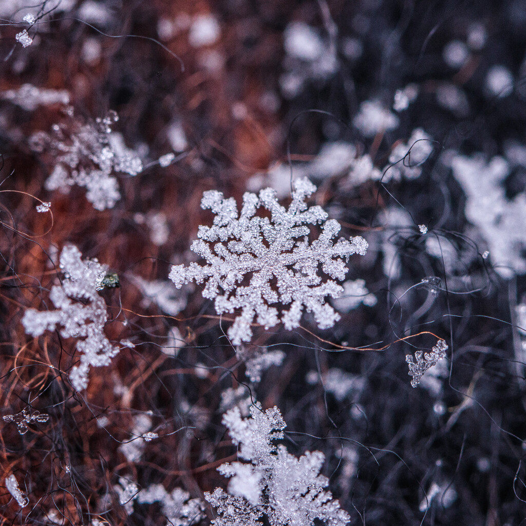 snowflake by aecasey