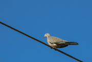 17th Feb 2022 - Bird on a wire.