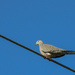 Bird on a wire. by jeneurell