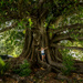 Morton Bay Fig Tree by yorkshirekiwi
