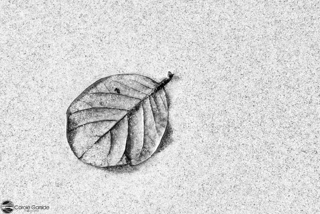 Leaf in the Sand by yorkshirekiwi