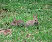13th Feb 2022 - Rabbits? - what rabbits?