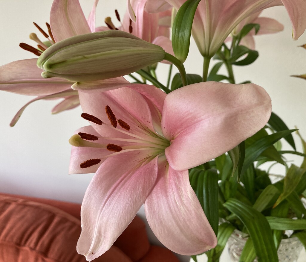 Loverly Lillies by elainepenney