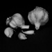 Just A Bit of Garlic DSC_0471 by merrelyn