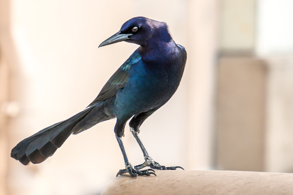 Boat tailed Grackle by danette