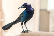 18th Feb 2022 - Boat tailed Grackle