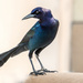 Boat tailed Grackle by danette