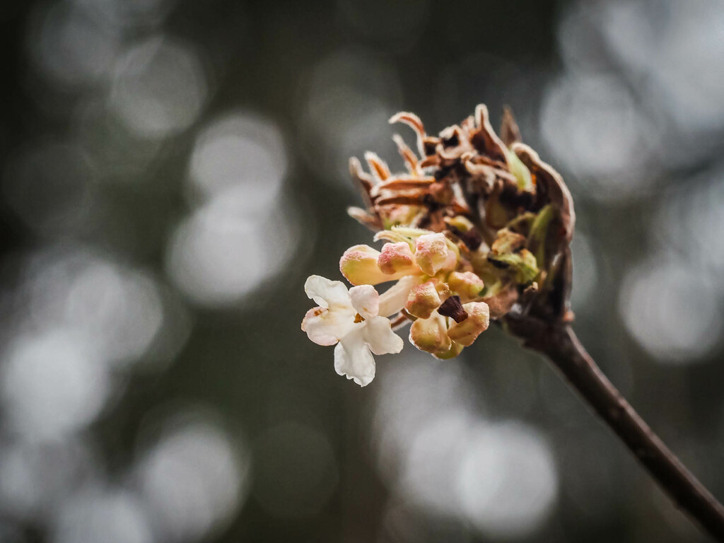 Shy signs of approaching spring  by haskar