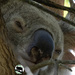 punk ear you say? by koalagardens