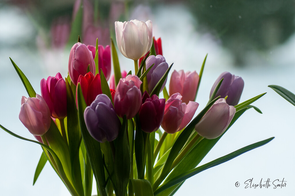  Bouquet of tulips by elisasaeter