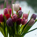  Bouquet of tulips by elisasaeter