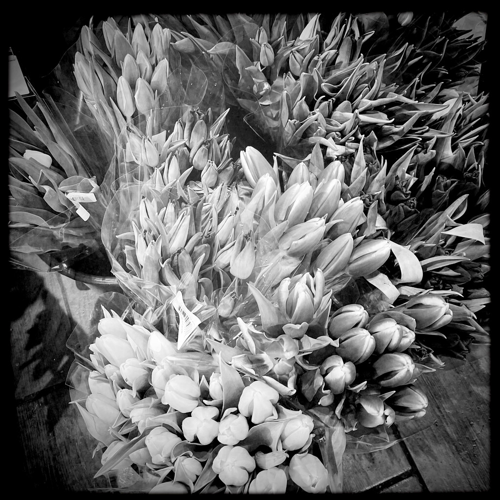 Tulips At The Market | Black & White by yogiw