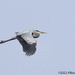Heron in Flight by falcon11