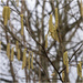 Catkins by pcoulson