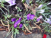 17th Feb 2022 - splash of early spring colour..
