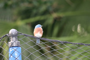 10th Feb 2022 - The bluebirds are back!