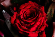 14th Feb 2022 - Valentine's Day Rose