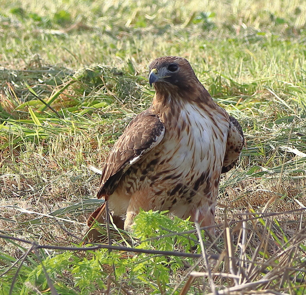 Red-Tailed Hawk on the Levy by markandlinda
