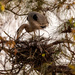 Still Tidying up the Nest! by rickster549