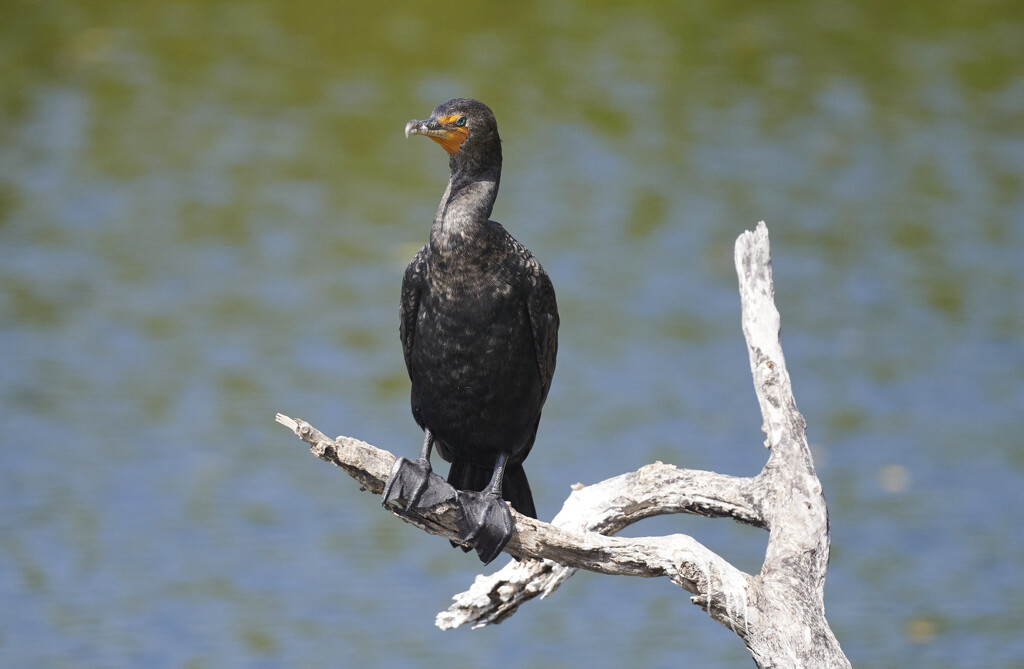 Double Crested Cormorant by brotherone
