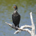 Double Crested Cormorant by brotherone