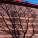 Tree Shadow by sandlily