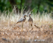 18th Feb 2022 - Double-striped Thick-knee