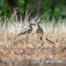 Double-striped Thick-knee by nicoleweg