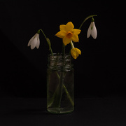 19th Feb 2022 - 19th Feb - Spring Flowers