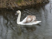 12th Feb 2022 - Young Swan