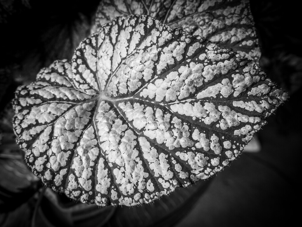 Leaves..... by susie1205