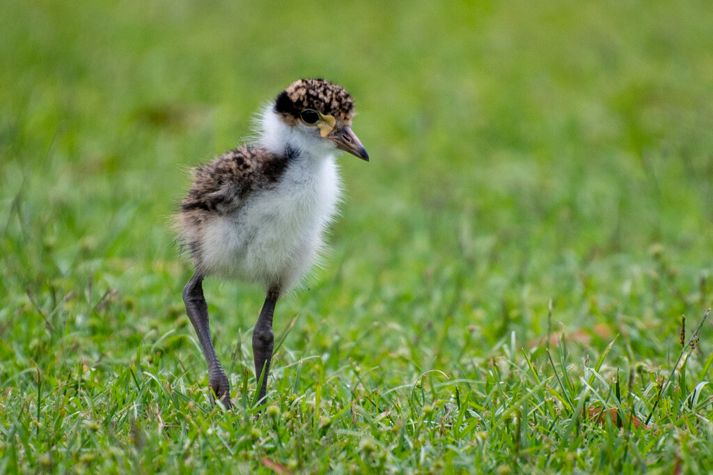 Plover chick by spanner