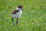 19th Feb 2022 - Plover chick