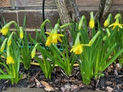 18th Feb 2022 - First Daffodils