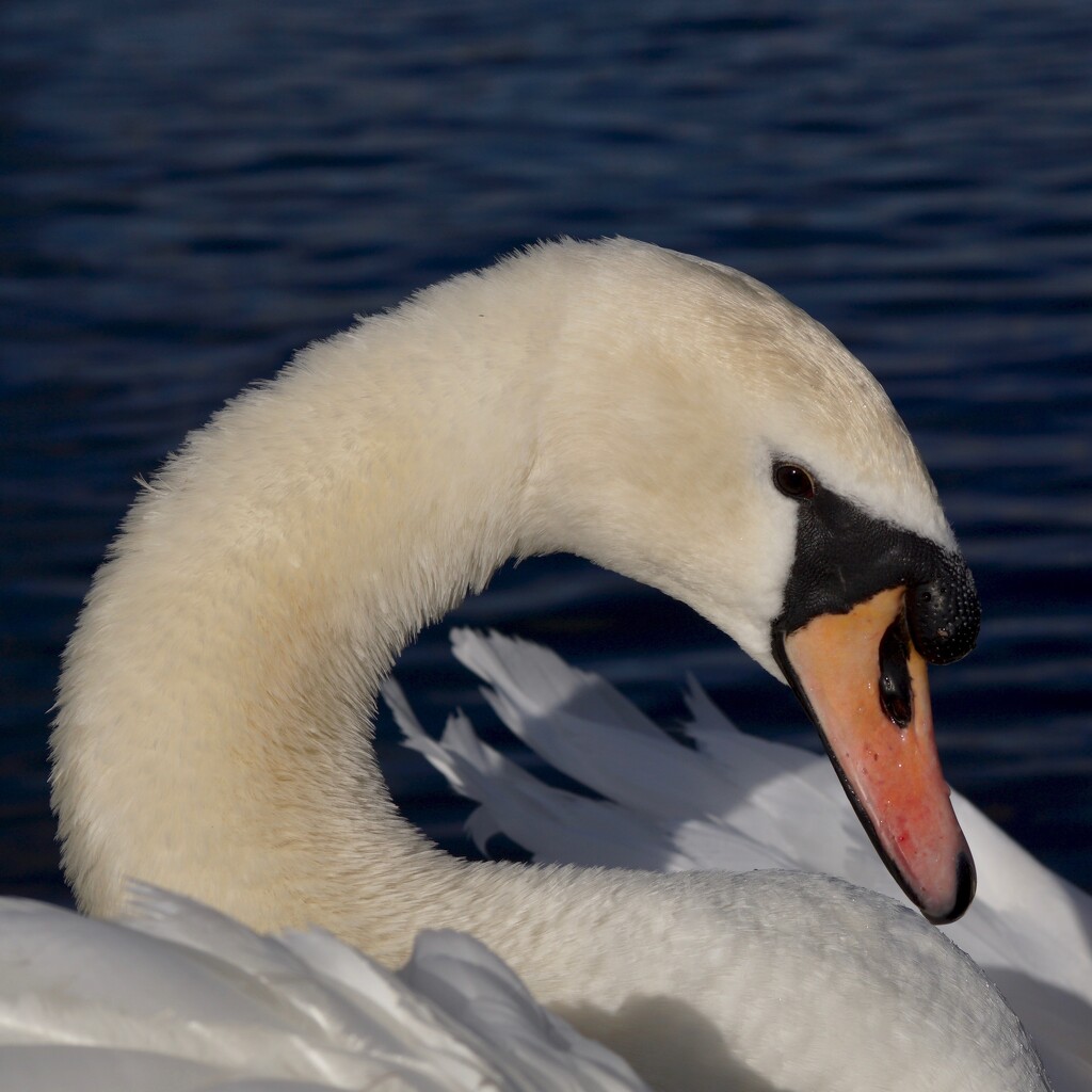 CURVACEOUS SWAN  by markp