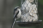 19th Feb 2022 - Little long tailed tit