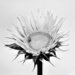 High Key Sunflower _2048877 by merrelyn