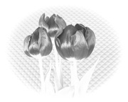 19th Feb 2022 - Tulips