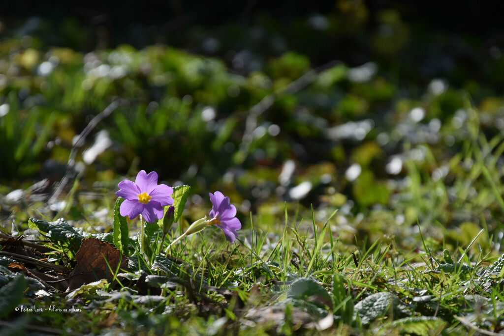 Primula by parisouailleurs